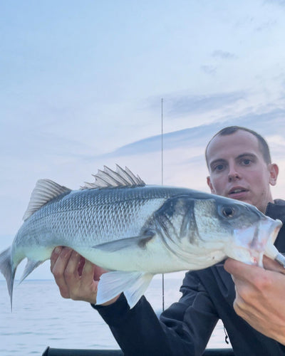 Pêche aux Bars-Ne négligez pas les pêches estivales en Linéaire !